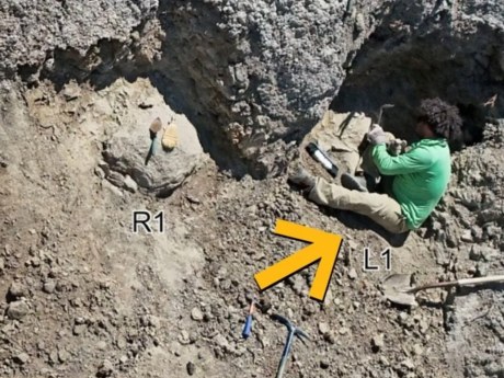 Először találtak teljes felnőtt T. rex-lábnyomvonalat